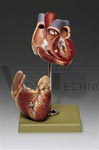 2-Part Anatomical Heart Model, Somso Modelle